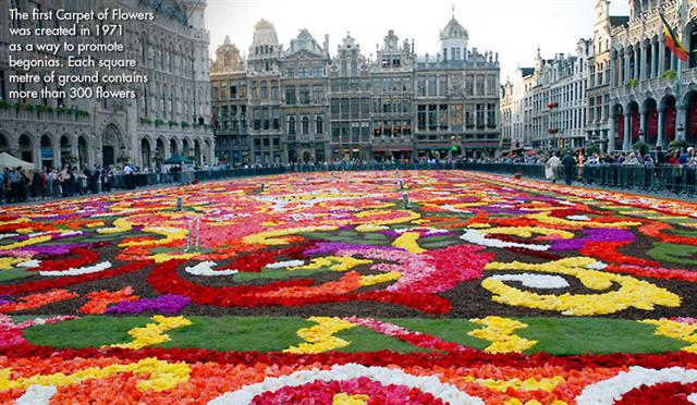 Carpet of flowers image 3
